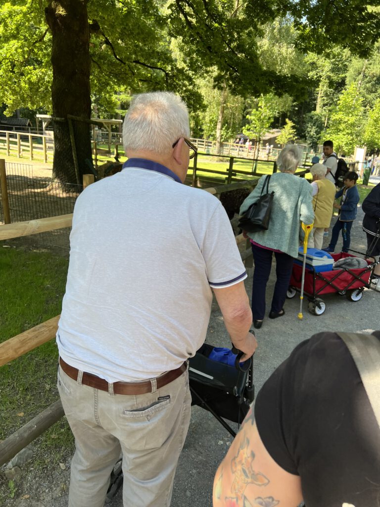 Gruppen von Senioren beobachtet die Alpaccas im Tierpark.