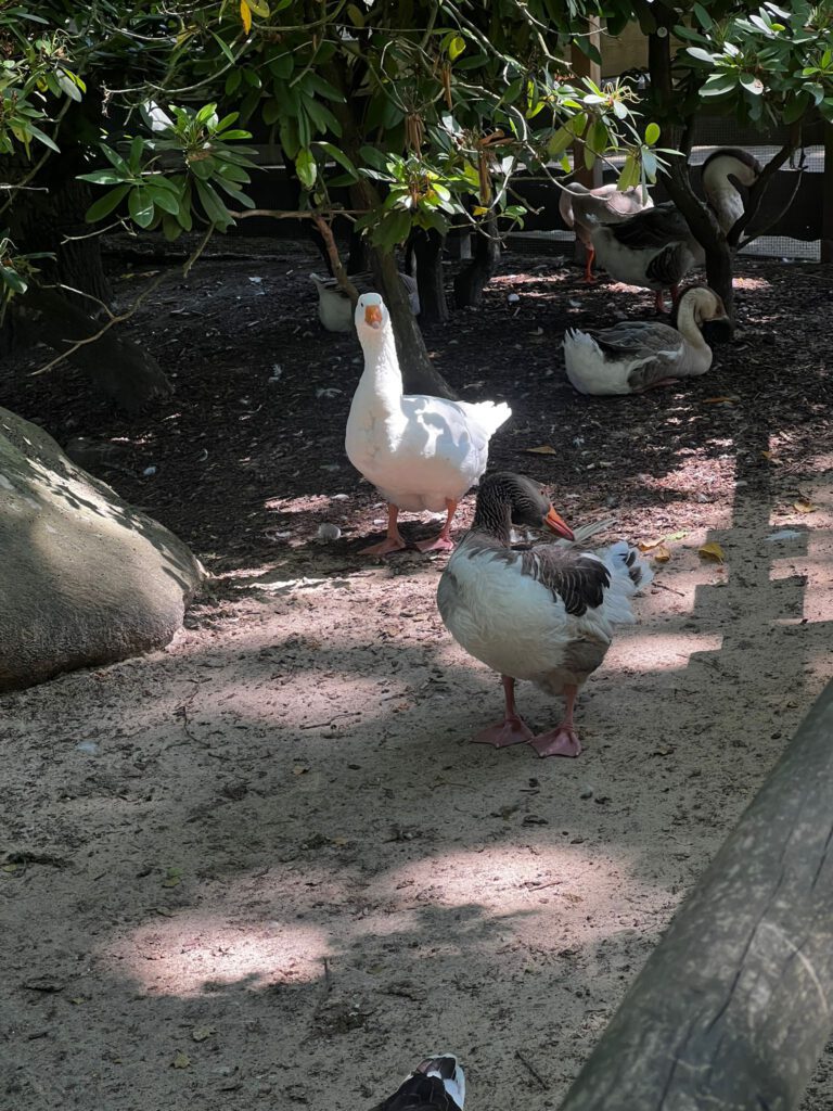 Foto von zwei Gänsen im Tierpark.
